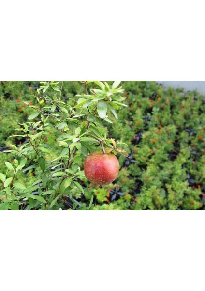 Bodur Süs Narı - Punica Granatum "nana" 3 Adet