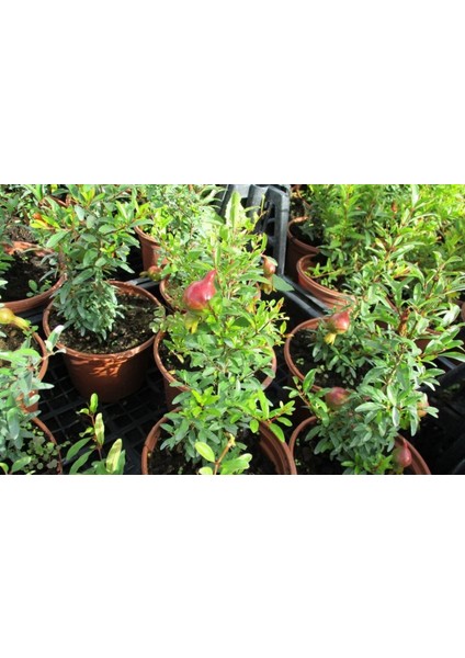 Bodur Süs Narı - Punica Granatum "nana" 3 Adet