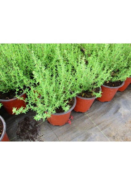 Kekik - Thymus Vulgaris 5 Adet