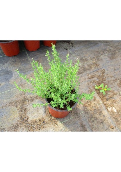 Kekik - Thymus Vulgaris 5 Adet