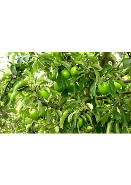 Granny Smith Elma Fidanı 3 Adet