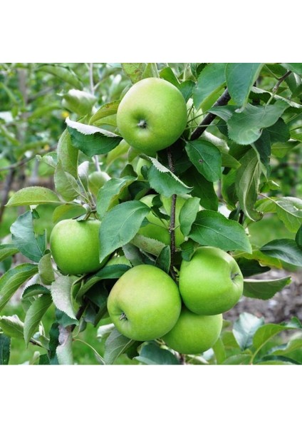 Granny Smith Elma Fidanı 3 Adet