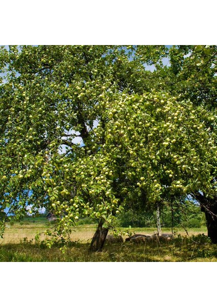 Granny Smith Elma Fidanı 3 Adet