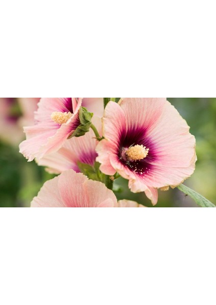 Gülhatmi (Alcea Rosea) 5 Adet