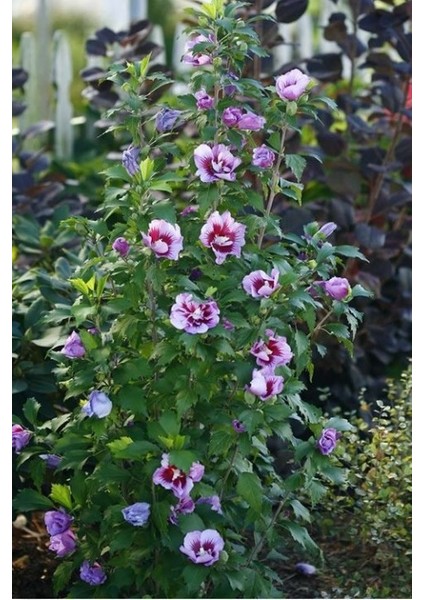 Gülhatmi (Alcea Rosea) 5 Adet