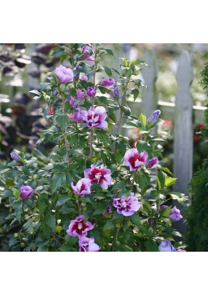 Gülhatmi (Alcea Rosea) 5 Adet
