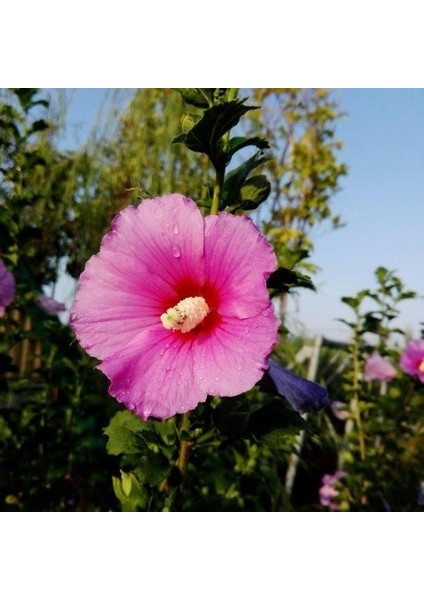 Gülhatmi (Alcea Rosea) 5 Adet