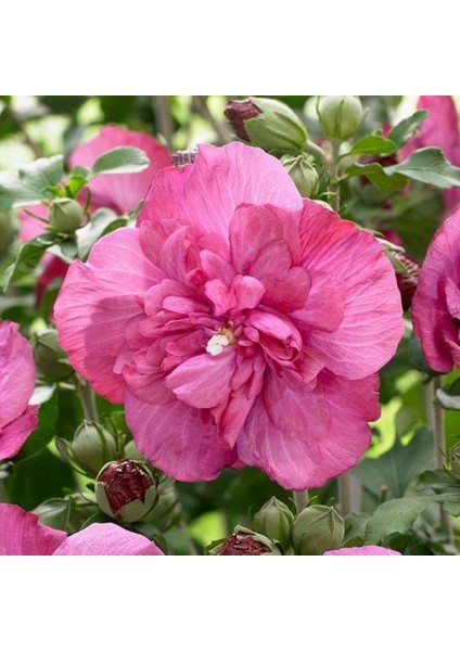 Gülhatmi (Alcea Rosea) 5 Adet