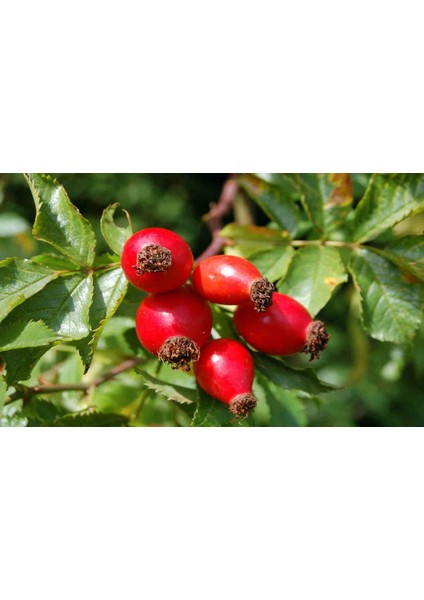 Kuşburnu Fidanı Rosa Canina 2 Adet