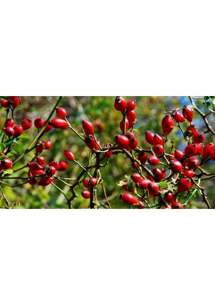 Kuşburnu Fidanı Rosa Canina 2 Adet