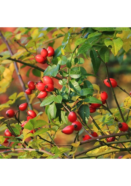 Kuşburnu Fidanı Rosa Canina 3 Adet