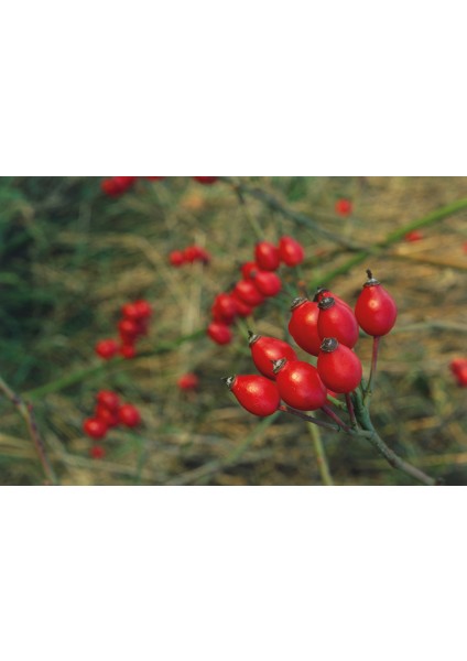 Kuşburnu Fidanı Rosa Canina 3 Adet modelleri