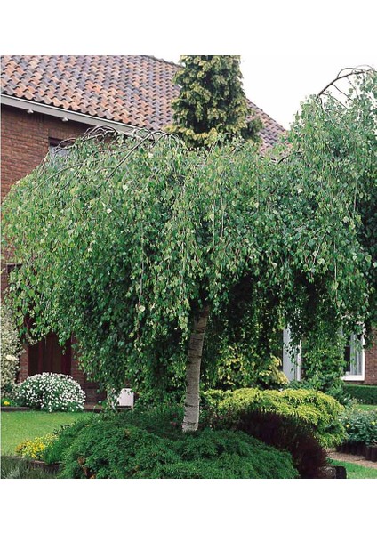 Huş Ağacı Betula Pendula 10 Adet