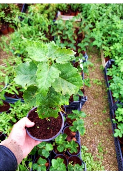 Huş Ağacı Betula Pendula 2 Adet fırsatları