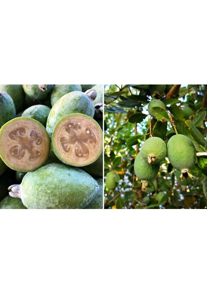 Feijoa Kaymak Ağacı Fidanı 3 Yaş 3 Adet