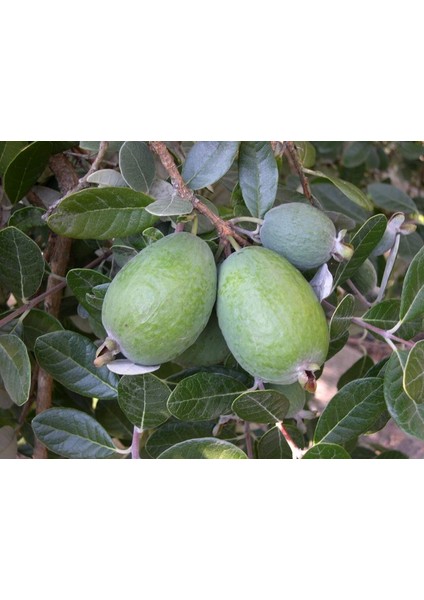 Feijoa Kaymak Ağacı Fidanı 3 Yaş 3 Adet fiyatları