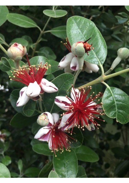 Feijoa Kaymak Ağacı Fidanı 3 Yaş 3 Adet modelleri