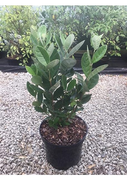 Feijoa Kaymak Ağacı Fidanı 3 Yaş 3 Adet fırsatları