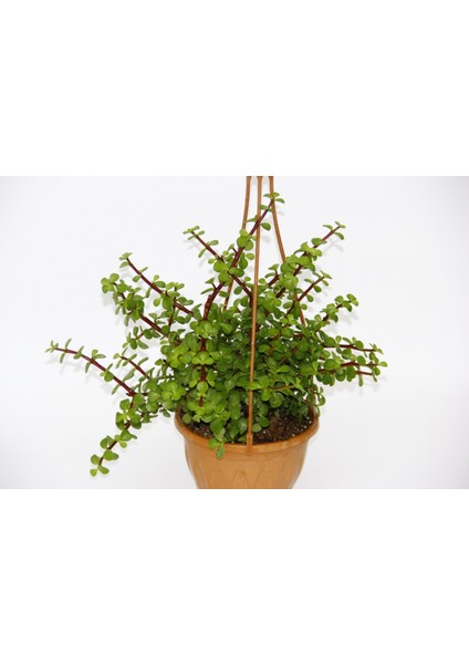 Yeşim Ağacı Crassula Portulacaria Askılı Saksı 5 Adet