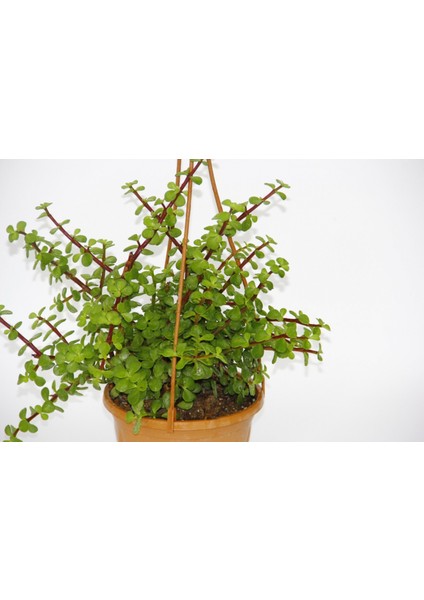 Yeşim Ağacı Crassula Portulacaria Askılı Saksı 5 Adet