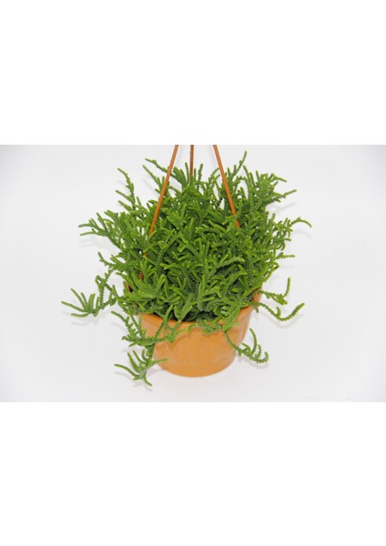 Crassula Muscosa Sukulent - Askılı Saksı 2 Adet