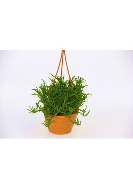 Crassula Muscosa Sukulent - Askılı Saksı 2 Adet