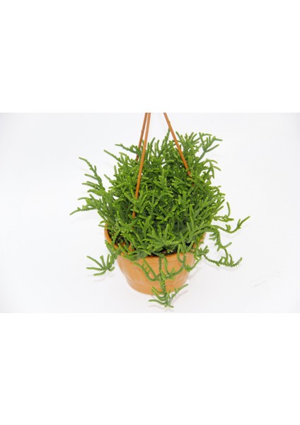 Crassula Muscosa Sukulent - Askılı Saksı 2 Adet