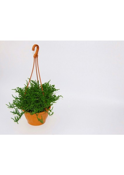 Crassula Muscosa Sukulent - Askılı Saksı 2 Adet