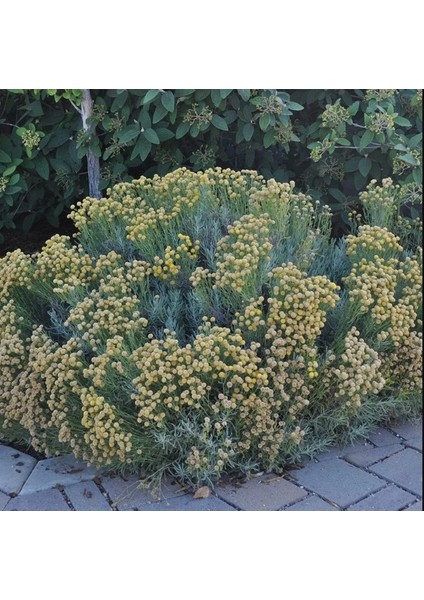 Lavantin Fidanı Santolina Chamaecyparissu 3 Adet