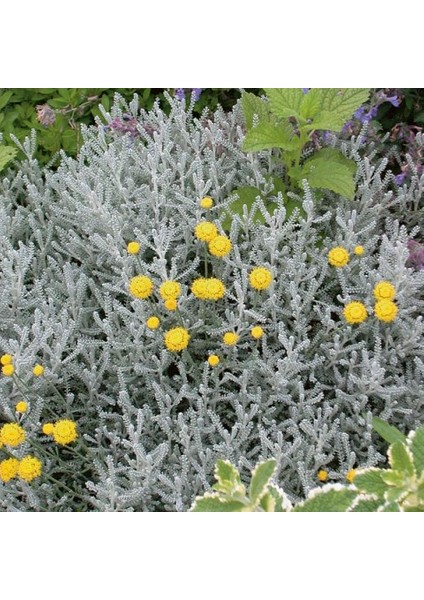 Lavantin Fidanı Santolina Chamaecyparissu 3 Adet modelleri