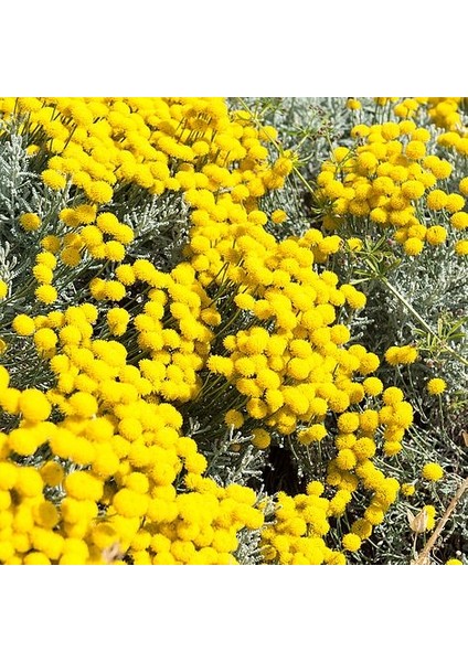 Lavantin Fidanı Santolina Chamaecyparissu 3 Adet fırsatları