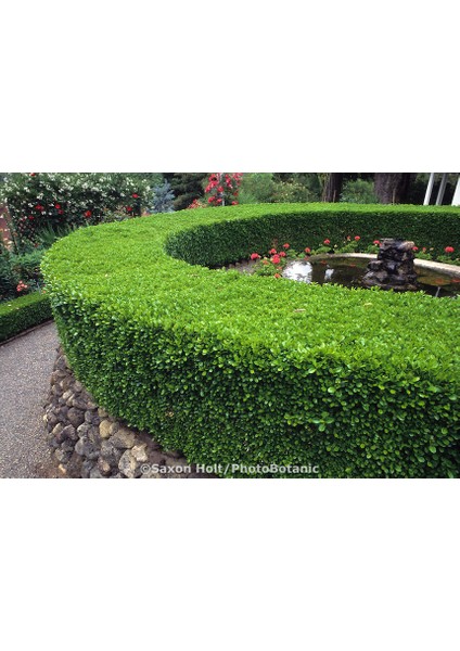 Şimşir Fidanı Buxus Sempervirens Rotundifolia 20 Adet