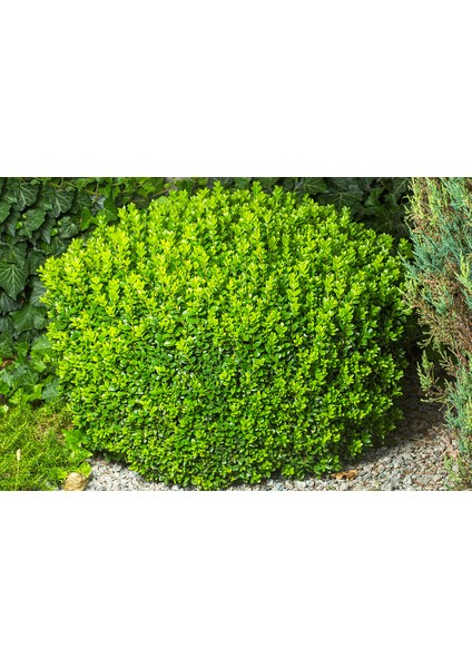 Şimşir Fidanı Buxus Sempervirens Rotundifolia 20 Adet