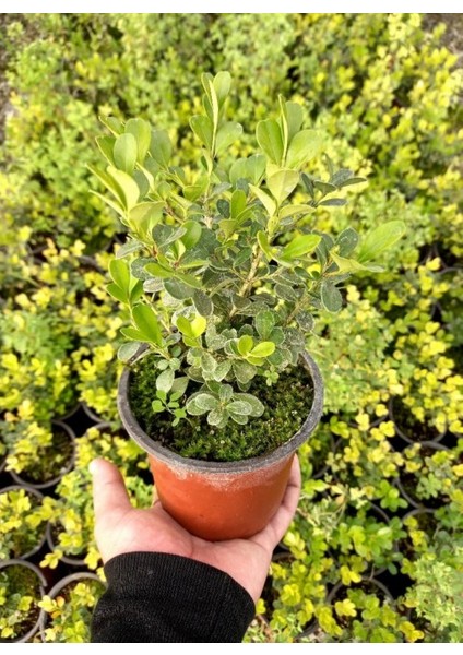 Şimşir Fidanı Buxus Sempervirens Rotundifolia 20 Adet