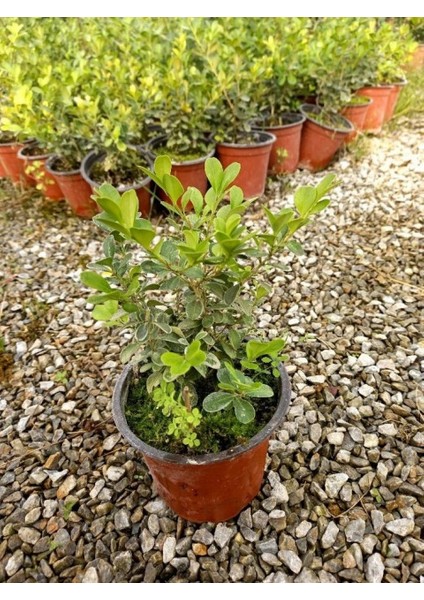 Şimşir Fidanı Buxus Sempervirens Rotundifolia 20 Adet