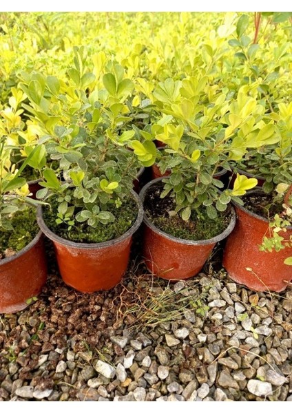 Şimşir Fidanı Buxus Sempervirens Rotundifolia 20 Adet