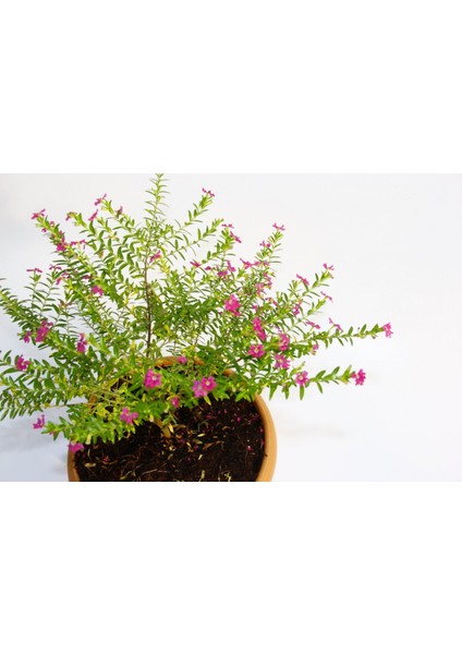 Bonsai Kufeya Cennet Çiçeği 3 Adet modelleri