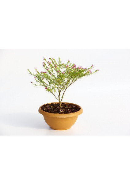 Bonsai Kufeya Cennet Çiçeği 3 Adet fırsatları