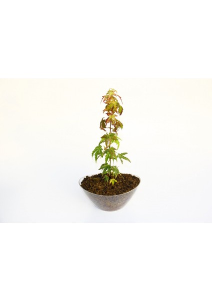 Bonsai Japon Akçaağacı Acer Palmatum Saydam Saksıda 3 Adet