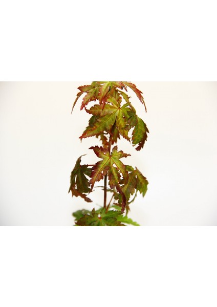 Bonsai Japon Akçaağacı Acer Palmatum Saydam Saksıda 3 Adet