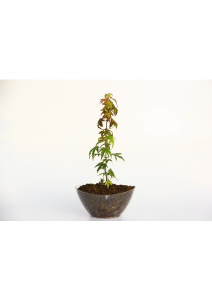 Bonsai Japon Akçaağacı Acer Palmatum Saydam Saksıda 3 Adet