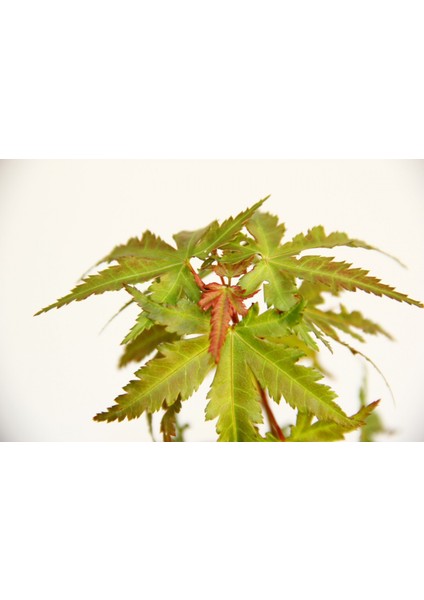 Bonsai Japon Akçaağacı Acer Palmatum fırsatları