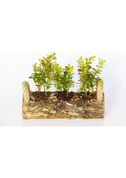Trio Set Ahşap Dekoratif Sukulent