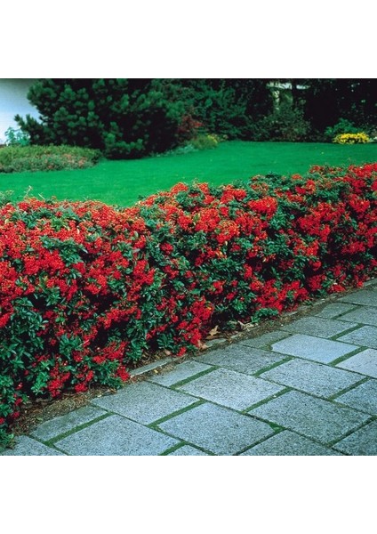 Ateş Dikeni - Pyracantha 3 Adet