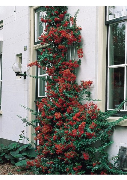 Ateş Dikeni - Pyracantha 3 Adet