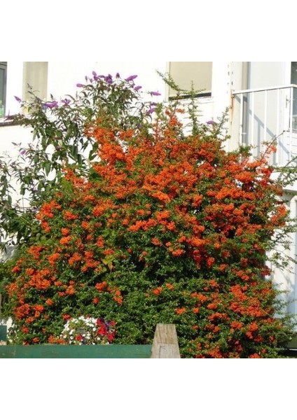 Ateş Dikeni - Pyracantha 3 Adet