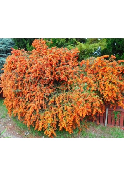 Ateş Dikeni - Pyracantha 3 Adet