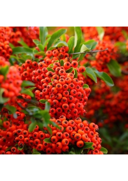 Ateş Dikeni - Pyracantha 3 Adet