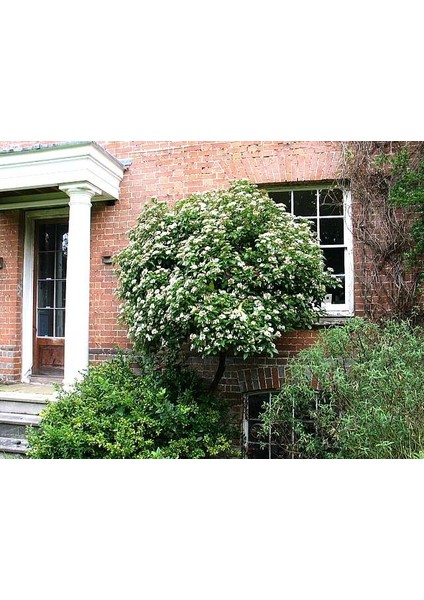Viburnum Tinus - Yaprak Dökmeyen Kartopu 30 cm 10 Adet modelleri