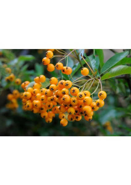 Bonsaı Ateş Dikeni Pyracantha Coccinea 3 Adet